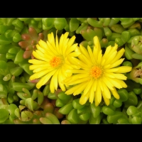 Delosperma Nubigenum (fam Aizoacees) (Afrique du sud) (03)